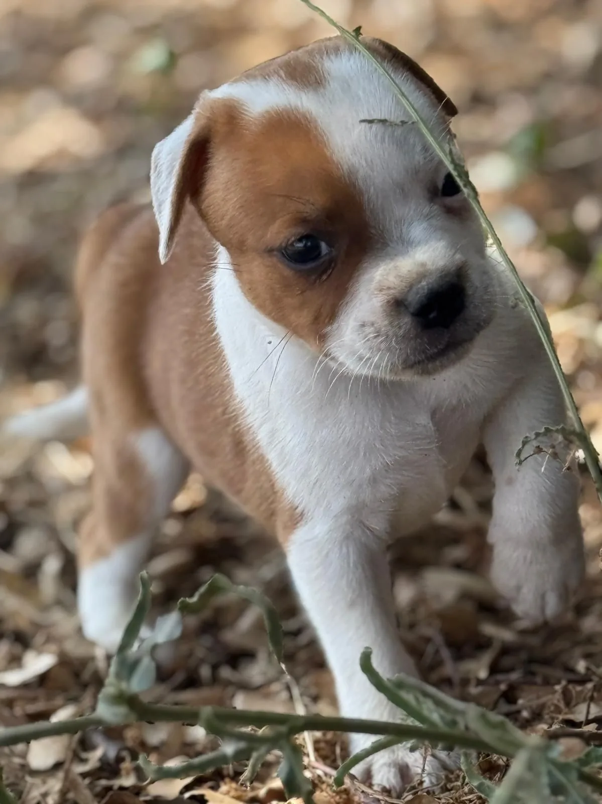 Cucciolo Staffy