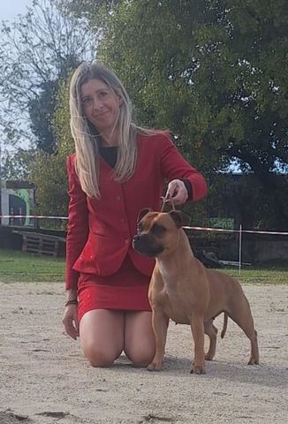 ROMA, femmina Staffordshire Bull Terrier Campionessa Slovena dell'allevamento TheReds Stafford