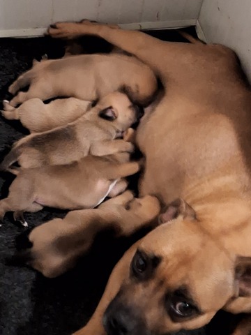 Roma con i cuccioli di Staffordshire Bull Terrier - Cucciolata Luglio 2026 TheReds Stafford