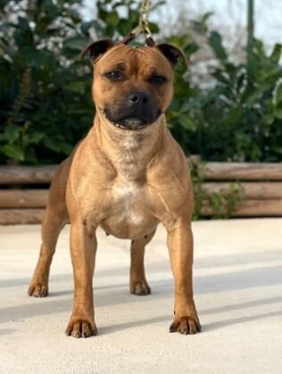 Skilful-Dogs Levante